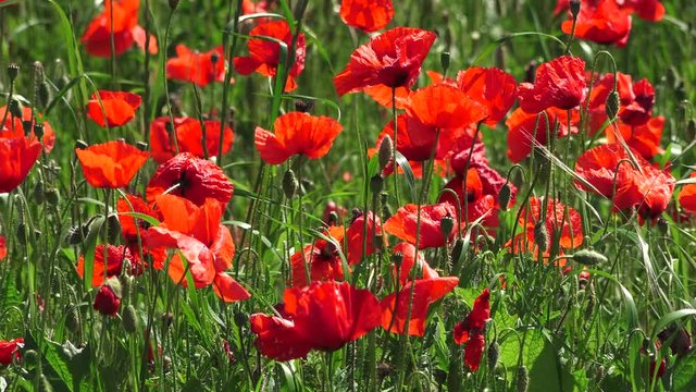 details of red poppies in countryside