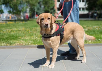 Photo sur Aluminium Chien Un chien-guide aide un aveugle