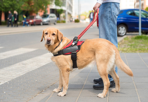 Guide dog is helping a blind man