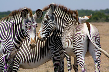 Three Grevy's zebras