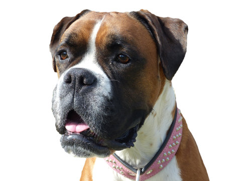 German Boxer Dog Face Portrait Looking Alert