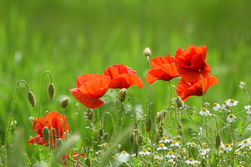 Poppy in meadow on windy day 