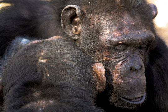 Portrait Of Two Chimps Grooming