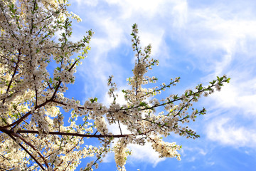blooming cherry flowers branch