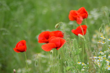 Beautiful nature with poppy 