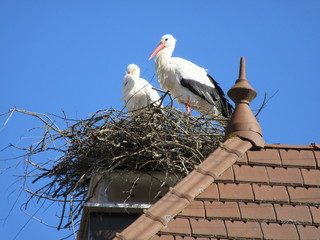 cigogne