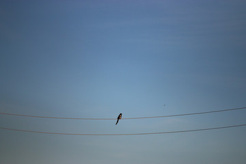 bird sitting on a wire sky