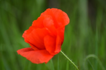 Single poppy flower beautiful macro