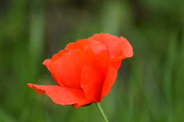 Fototapeta premium Single poppy flower beautiful macro