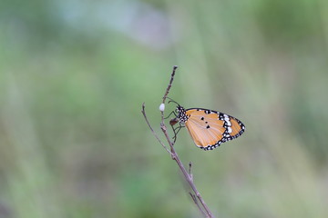 Butterflies live in gardens, beautifully patterned wings.