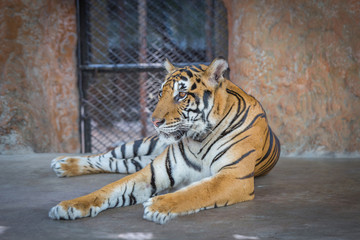 Tiger sitting on the floor.