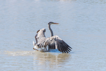 Heron, Ardea cinerea, flying and landing