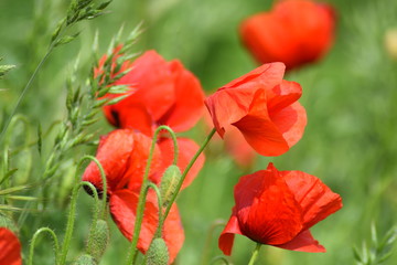 Poppy in meadow on windy day 