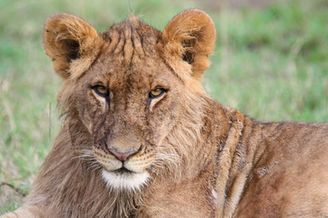 Obraz na płótnie Canvas Close-up of a young lion