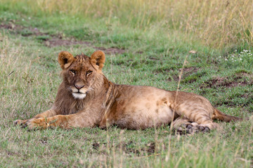 Obraz na płótnie Canvas Young lion reclining