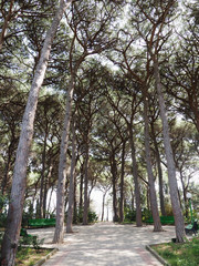 View of a pine tree avenue in Crimea. A Park