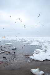 Flying seagulls