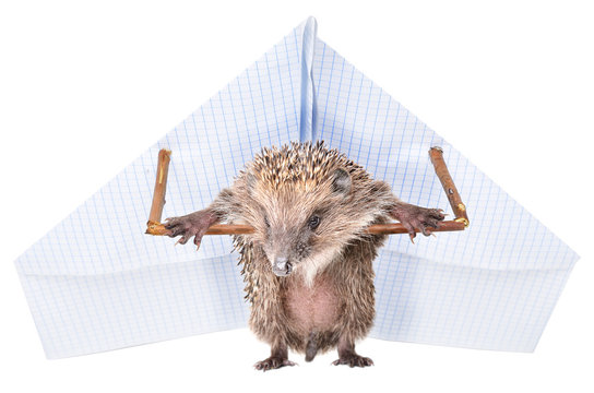 Funny hedgehog standing with a paper paraplane, isolated on a white background