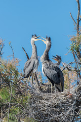 Young herons in the nest, three funny babies 
