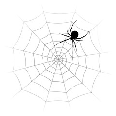 Fototapeta premium Spider