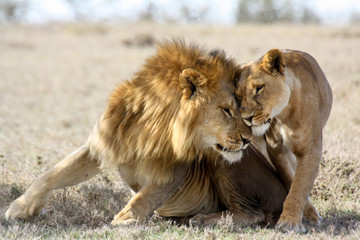 Fototapeta Lions in love obraz