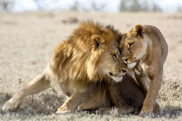Rolgordijnen Leeuwen verliefd © Blair Costelloe