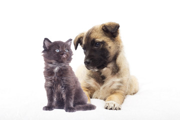 Beige puppy And a kitten looking