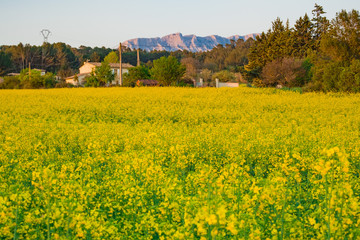 Paysage: champ de colza au printemps. Montagne la Sainte-Victoire. France. Provence.