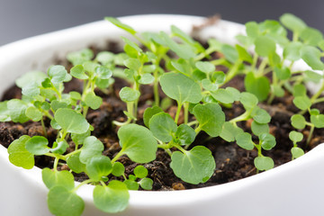 クレソンの芽