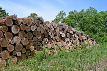 切り出された杉の丸太