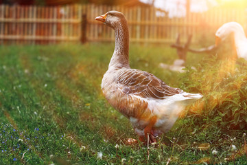 Geese and sheep on a farm