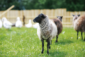 Geese and sheep on a farm