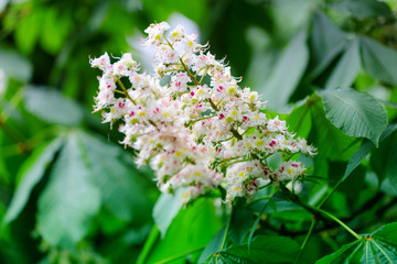 Flowering of horse chestnut trees in Kiev