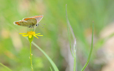 Common Blue (Polyomathus icarus) butterfly
