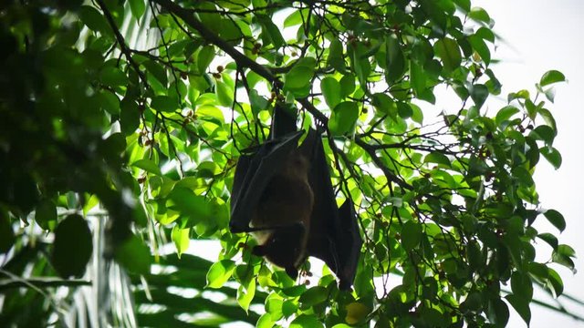 ein maldivischer Flughund hängt in einem Baum und frisst sein Futter