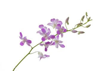 Fototapeta na wymiar dendrobium orchid flower isolated