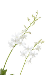dendrobium orchid flower isolated