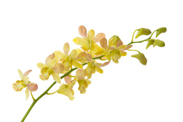dendrobium orchid flower isolated - obrazy, fototapety, plakaty