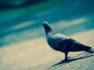 one pigeon stand alone in vintage color style