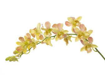 dendrobium orchid flower isolated