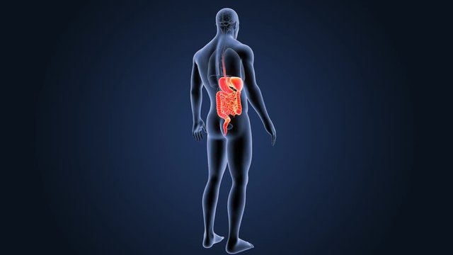 Digestive system with organs