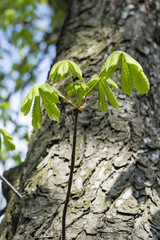 Young green chestnut leaves.