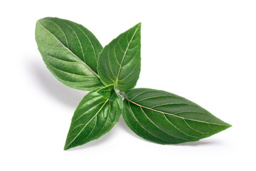 Thai Holy Basil fresh leaves, paths