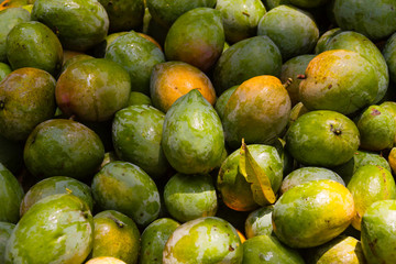 Mango Harvest