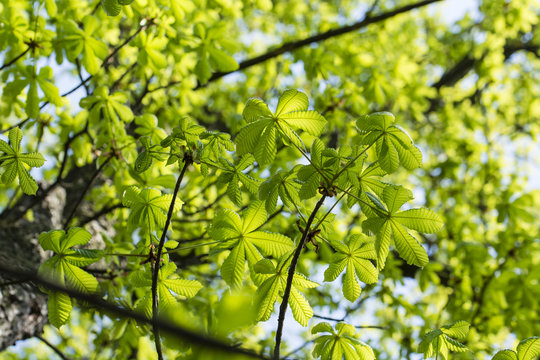 Young green chestnut leaves.