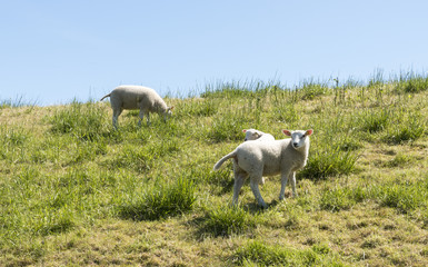 Obraz na płótnie Canvas young sheep on green dike