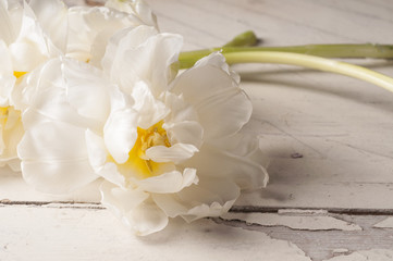 White tulip over wooden background.