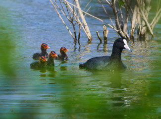Family of eurasian coots