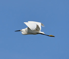 Fototapeta premium Great egret in flight