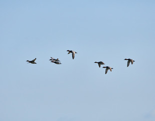 Group of wild ducks in flight
